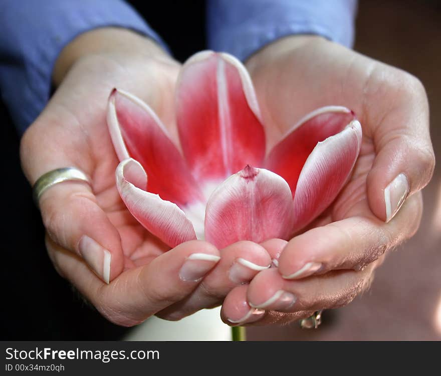 Woman holding a large red flower in her hands with care. Woman holding a large red flower in her hands with care