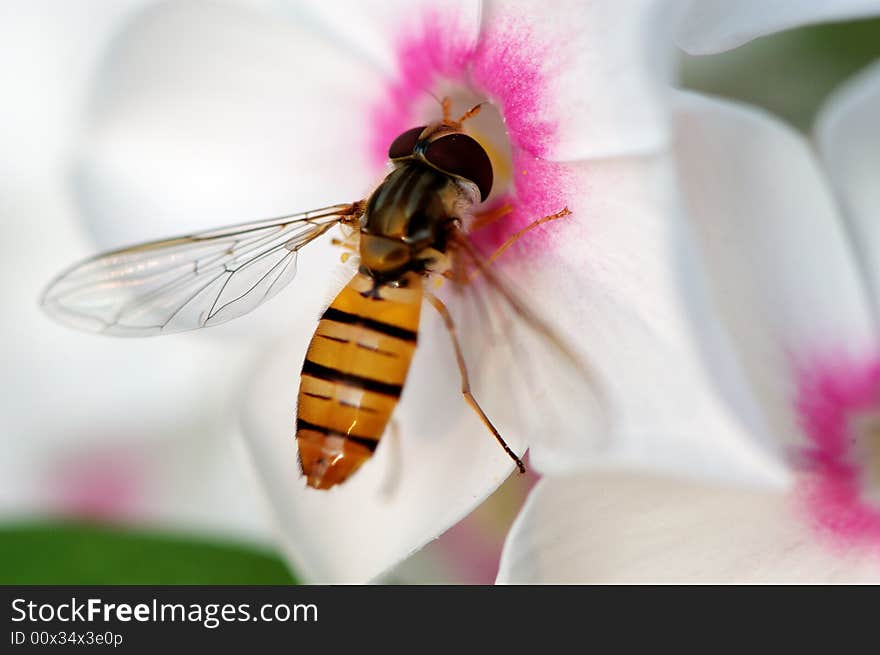 A bee is harvesting pollen of a white flower with pink core. A bee is harvesting pollen of a white flower with pink core.