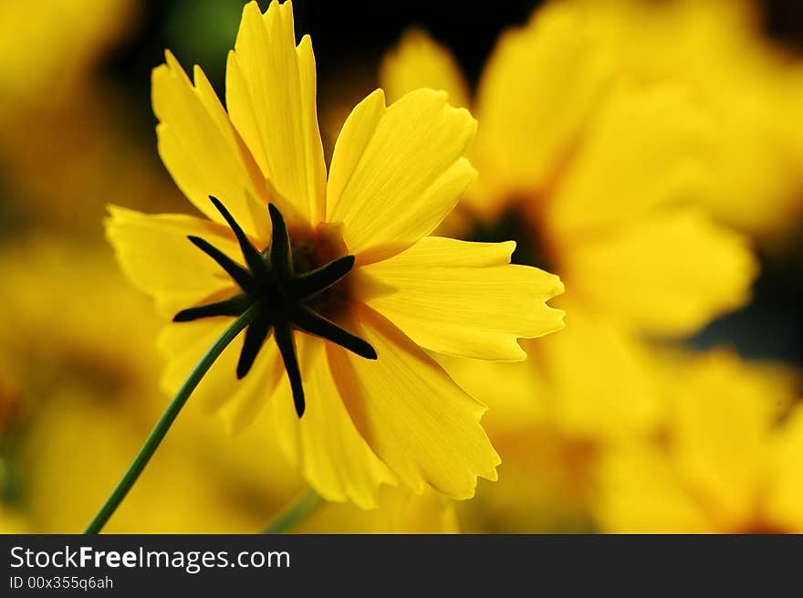 Detailed back face of a  beautiful golden yellow flower on bright background. Detailed back face of a  beautiful golden yellow flower on bright background.