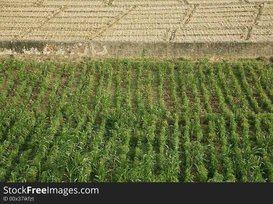 Green and brown field patterns in rajasthan, india