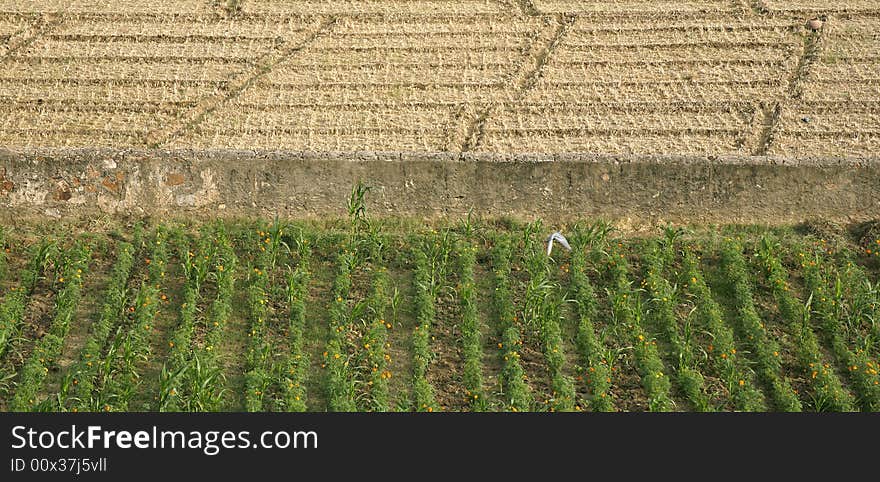 Green and brown field patterns in rajasthan, india