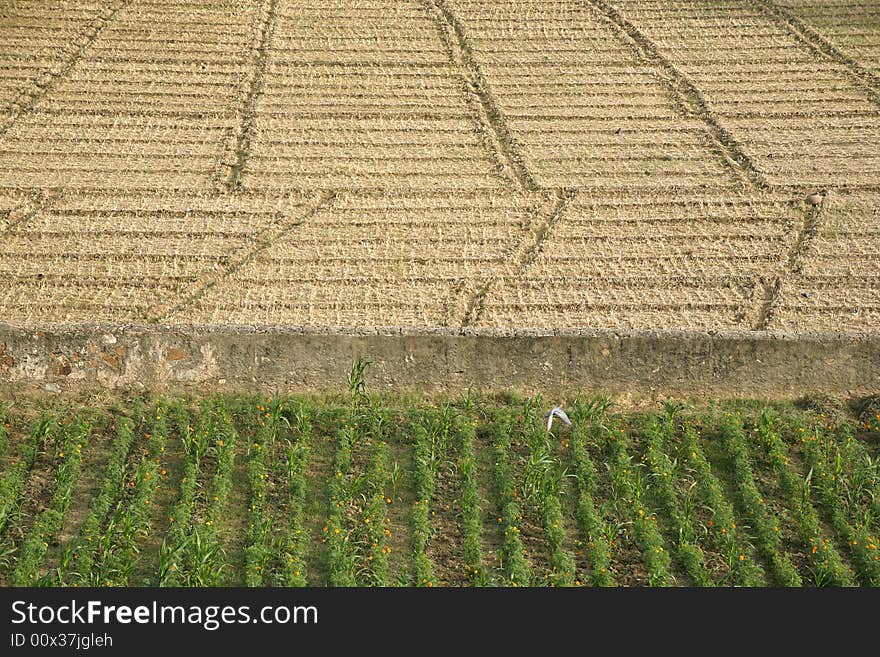 Green And Brown Field Patterns In Rajasthan