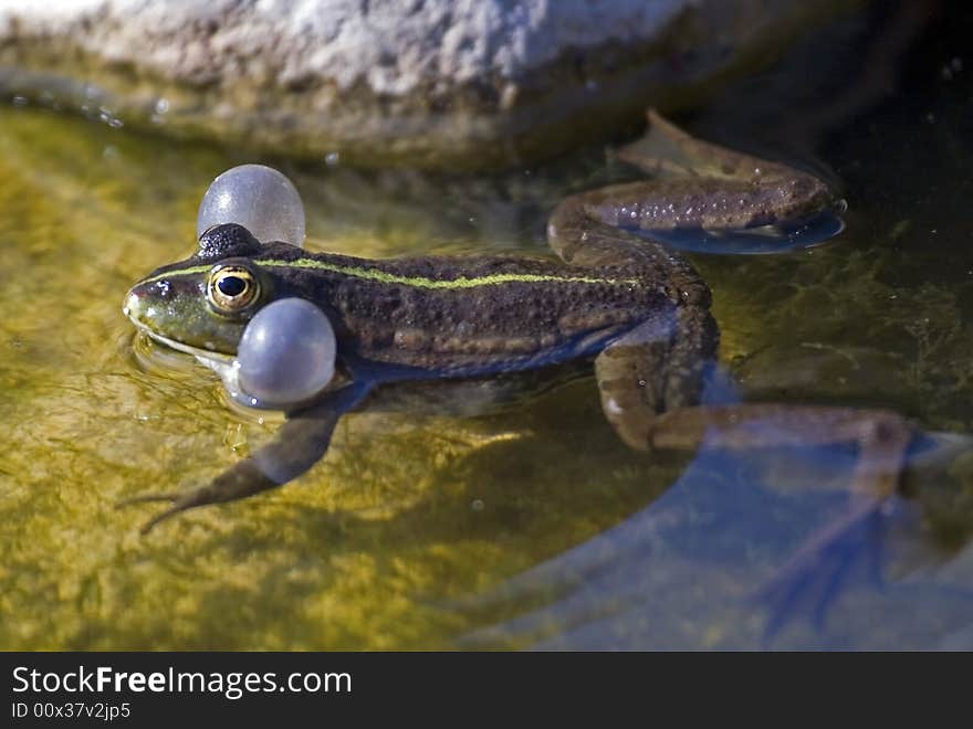 Frog calling the partner for mating.