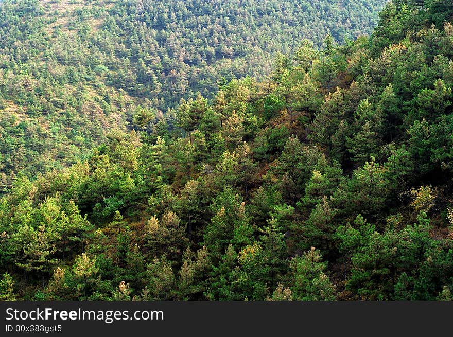 Pine woods in mountainuos area, pine trees grow densly.