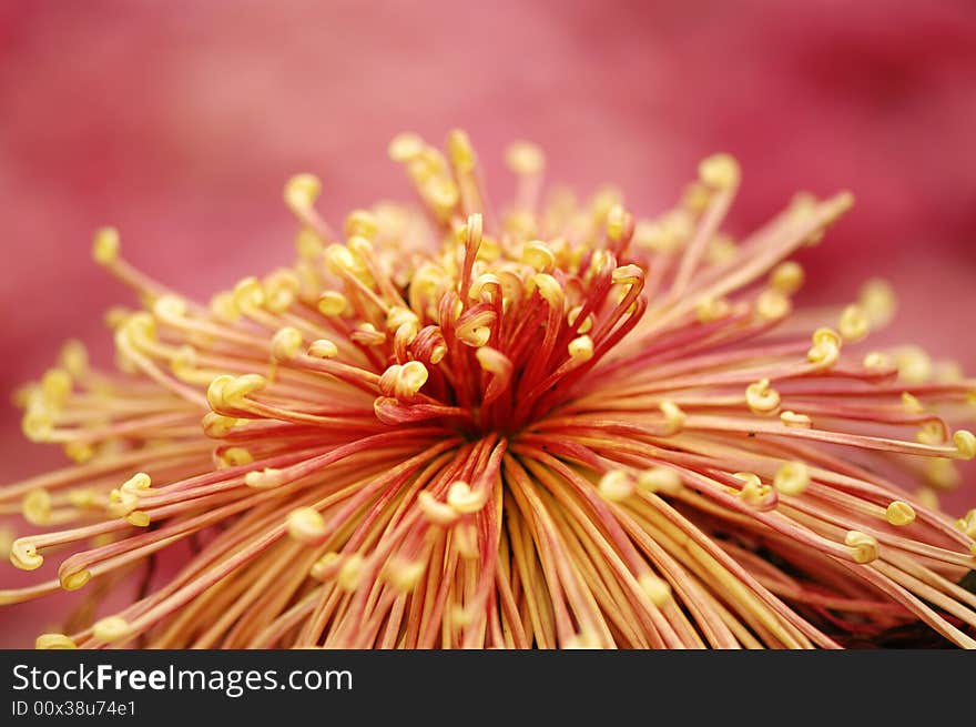 Chinese traditonal chrysanthemum flower with beautiful shape and bright color. Chinese traditonal chrysanthemum flower with beautiful shape and bright color.