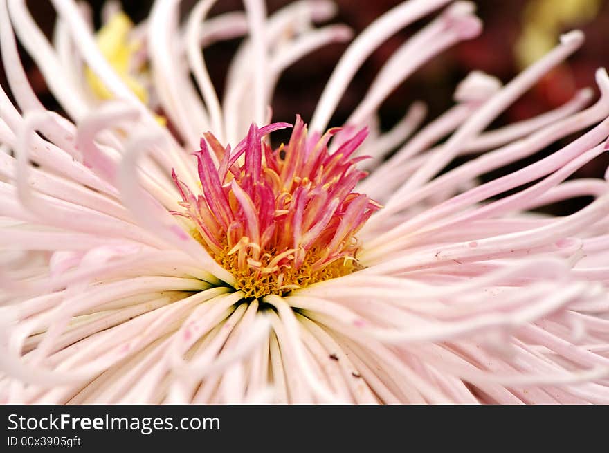 Chinese traditonal chrysanthemum flower with beautiful shape and bright color. Chinese traditonal chrysanthemum flower with beautiful shape and bright color.