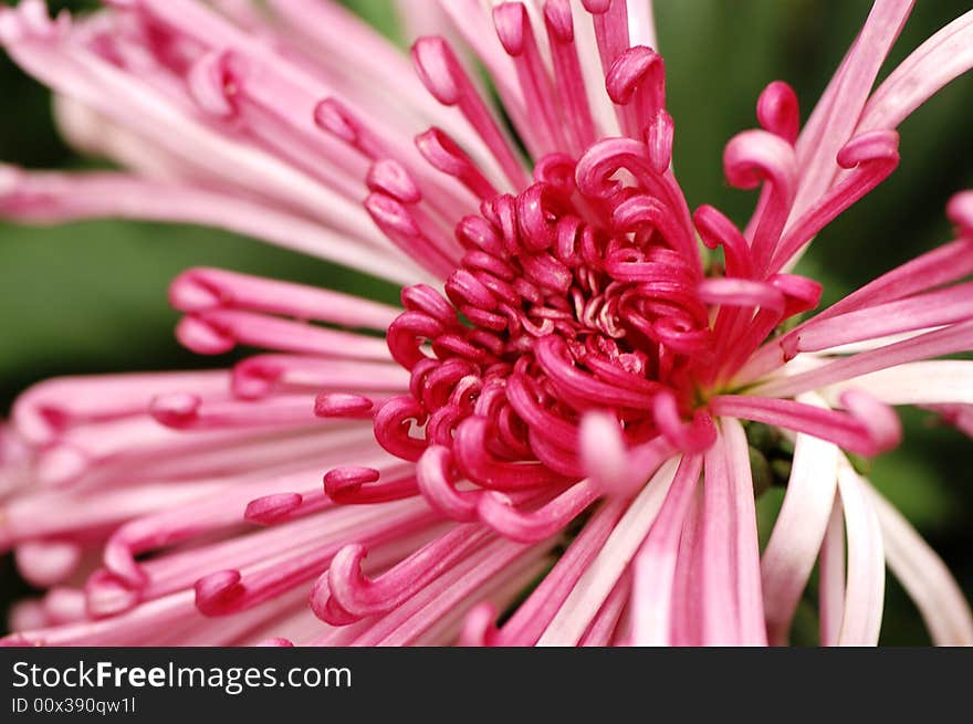 Chinese traditonal chrysanthemum flower with beautiful shape and bright color. Chinese traditonal chrysanthemum flower with beautiful shape and bright color.