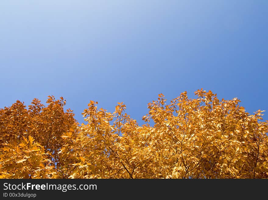 Yellow autumn foliage, view from above. Yellow autumn foliage, view from above