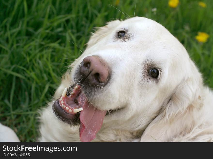 Dog, golden retriever on a green lawn. Dog, golden retriever on a green lawn