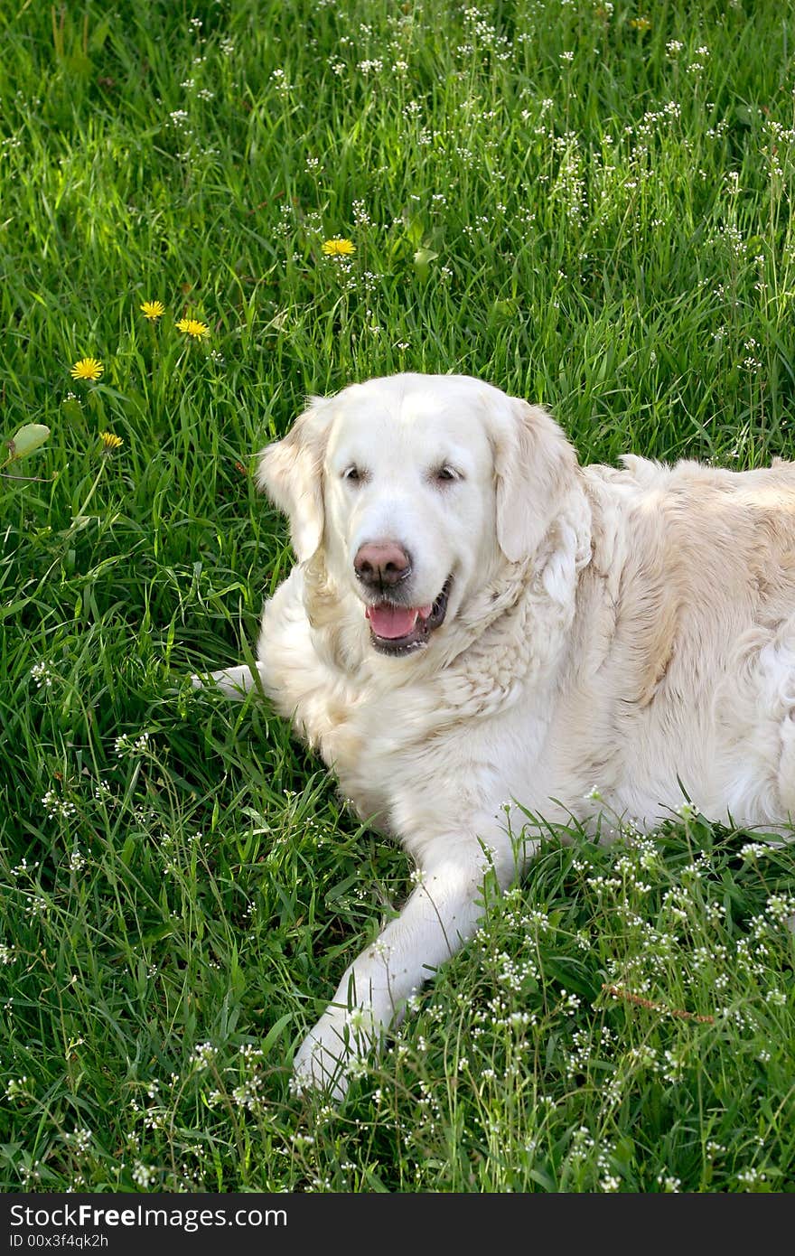 Dog, golden retriever on a green lawn. Dog, golden retriever on a green lawn