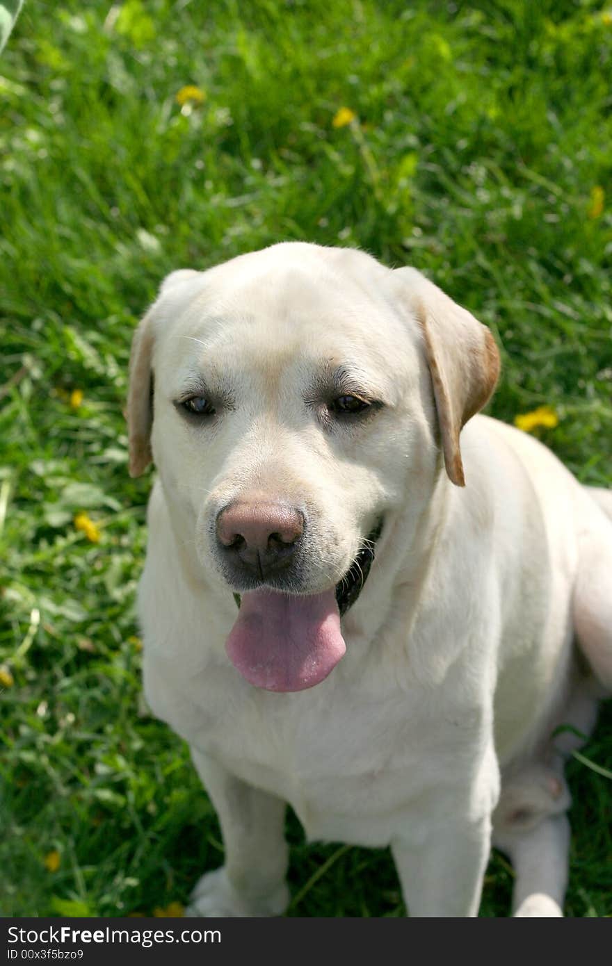 Dog, white labrador on a green lawn. Dog, white labrador on a green lawn