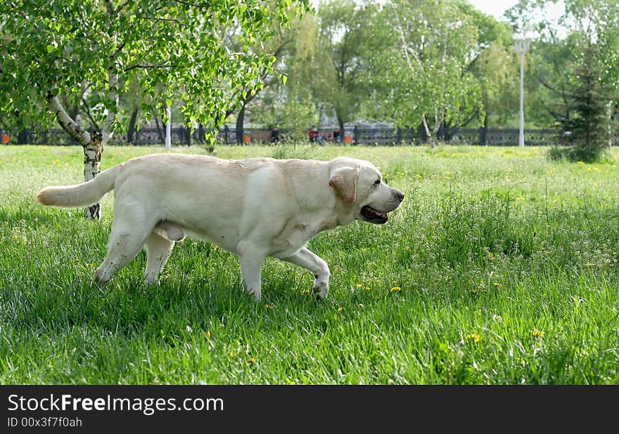 Dog, white labrador on a green lawn. Dog, white labrador on a green lawn