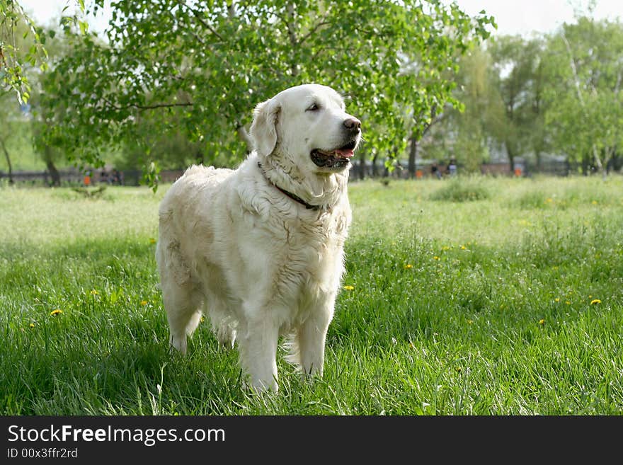 Dogs, golden retrievers on a green lawn. Dogs, golden retrievers on a green lawn