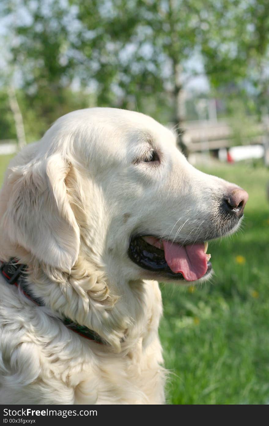 Dogs, golden retrievers on a green lawn. Dogs, golden retrievers on a green lawn