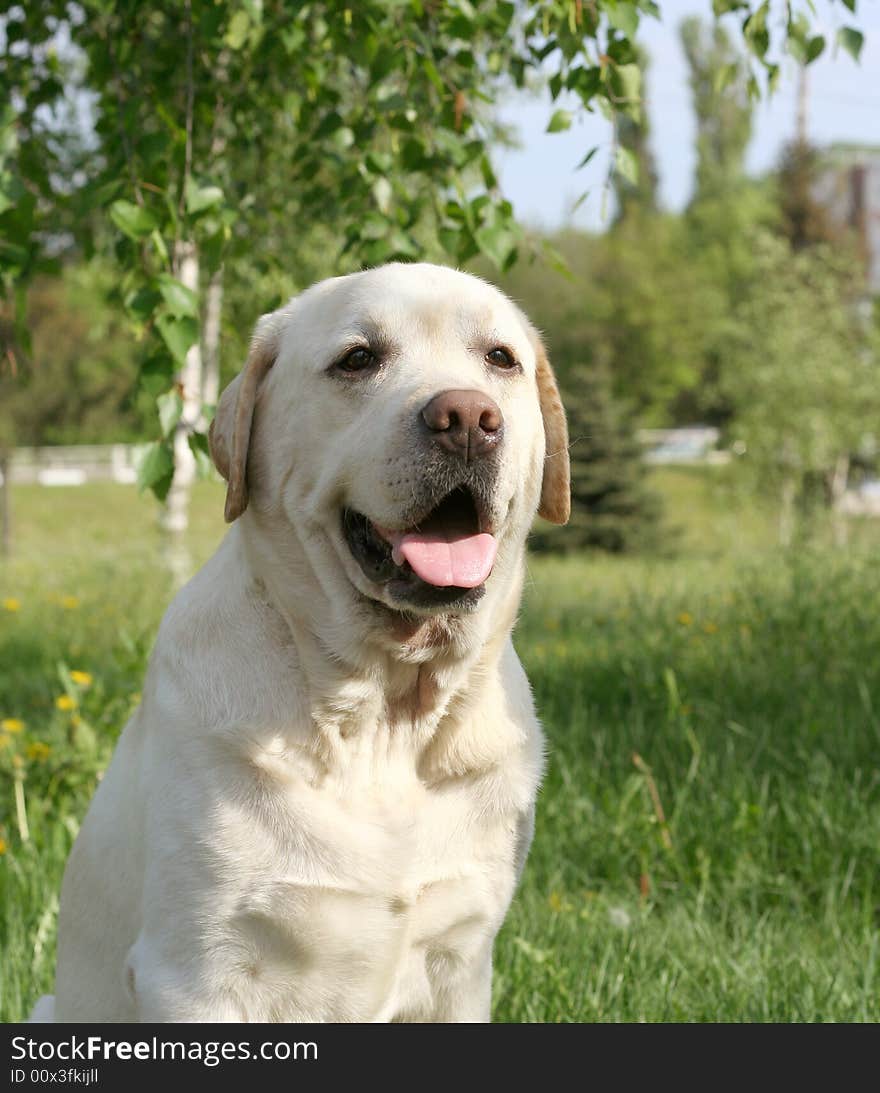 Dog, white labrador on a green lawn. Dog, white labrador on a green lawn