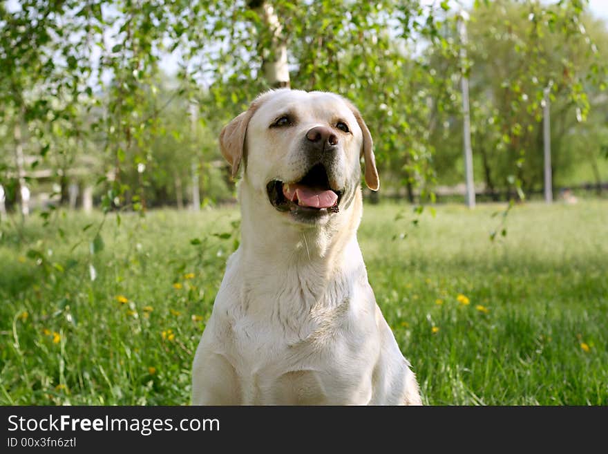 Dog, white labrador on a green lawn. Dog, white labrador on a green lawn