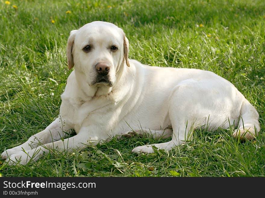 Dog, white labrador on a green lawn. Dog, white labrador on a green lawn