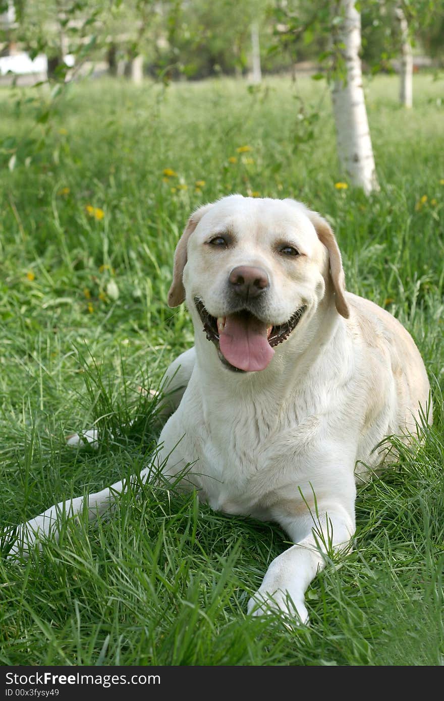 Dog, white labrador on a green lawn. Dog, white labrador on a green lawn