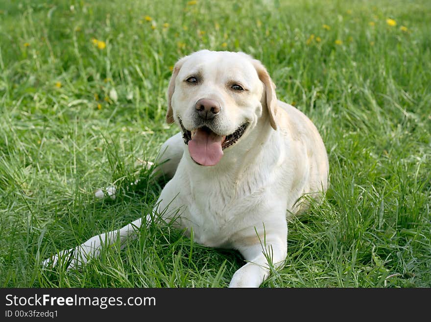 Dog, white labrador on a green lawn. Dog, white labrador on a green lawn