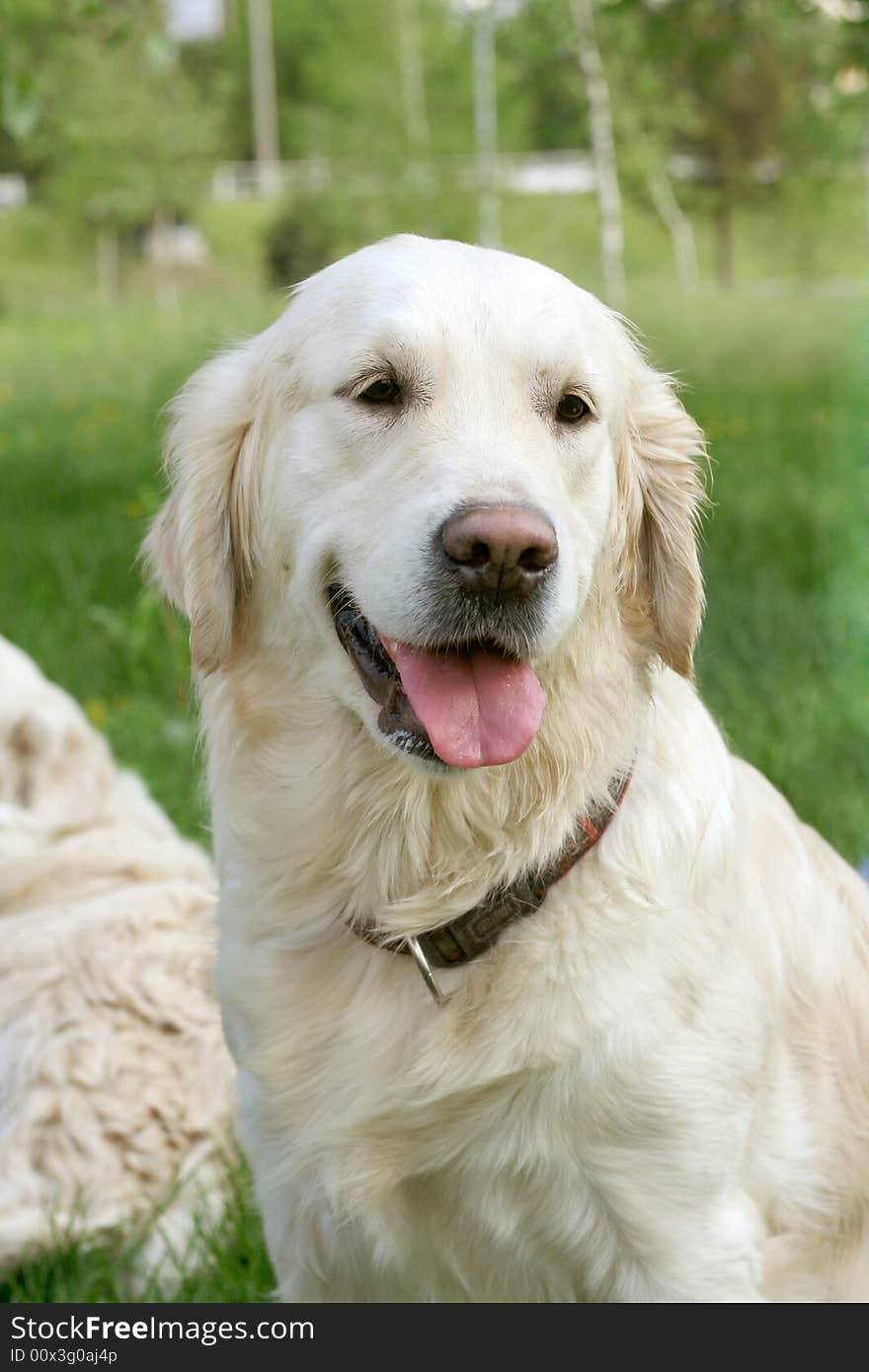 Dog, golden retriever on a green lawn. Dog, golden retriever on a green lawn