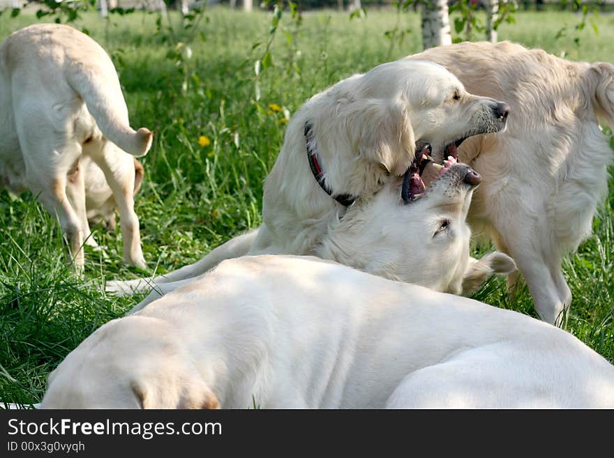 Dogs, golden retrievers on a green lawn. Dogs, golden retrievers on a green lawn