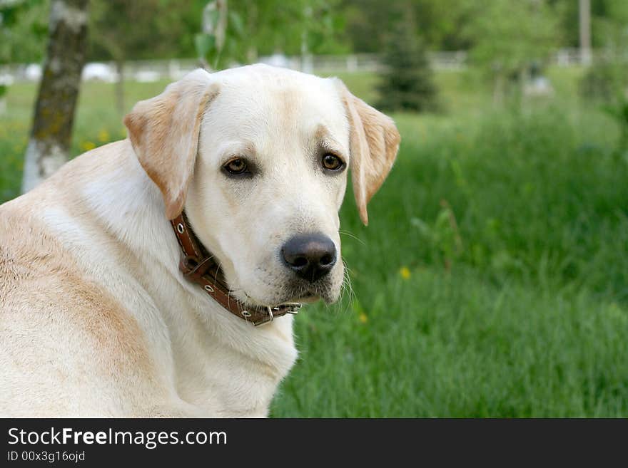 Dog, white labrador on a green lawn. Dog, white labrador on a green lawn