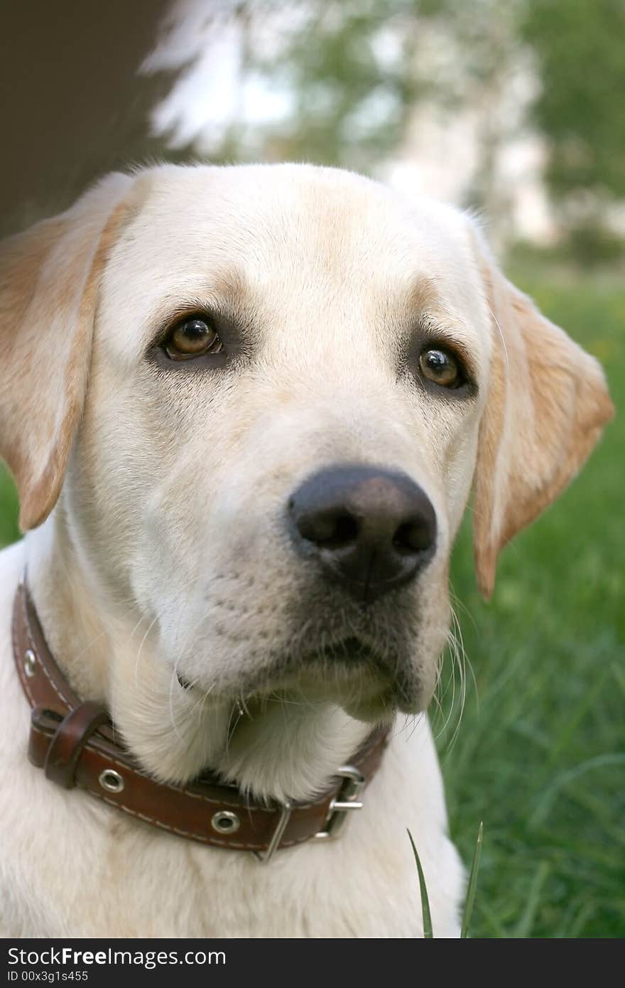 Dog, white labrador on a green lawn. Dog, white labrador on a green lawn