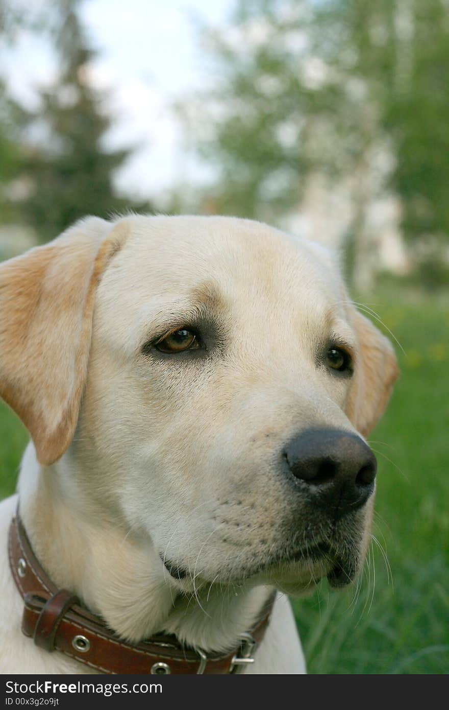 Dog, white labrador on a green lawn. Dog, white labrador on a green lawn