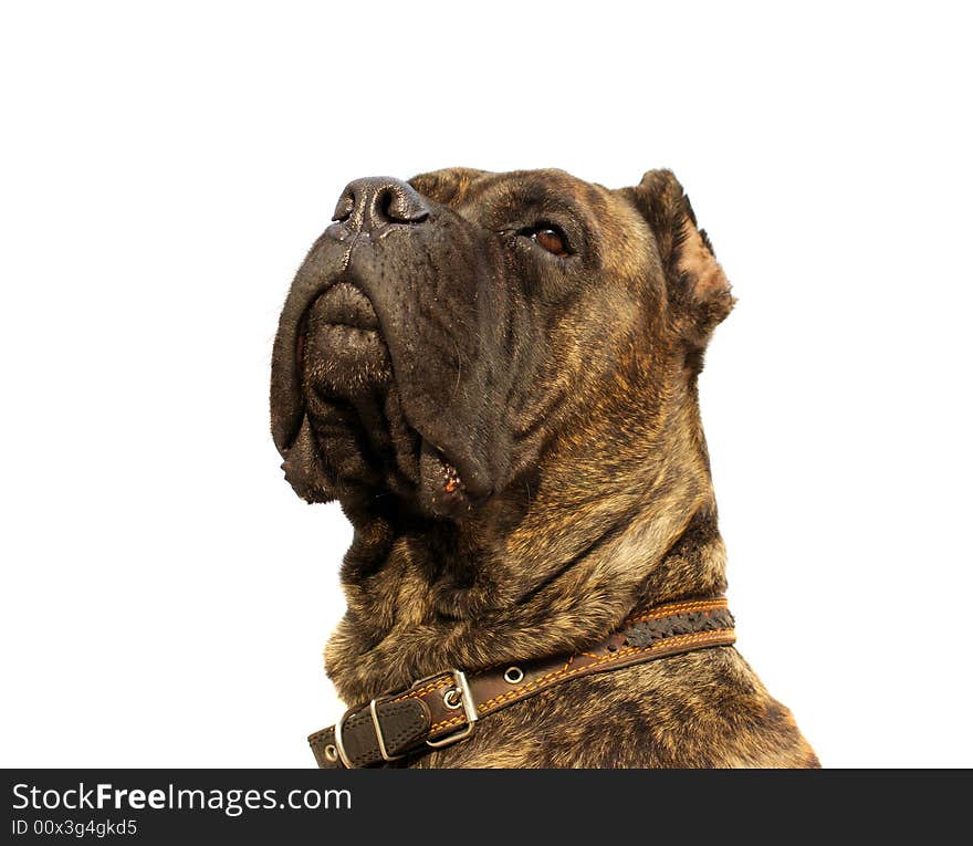 Attentive guard - corso dog headshot isolated on white. Attentive guard - corso dog headshot isolated on white