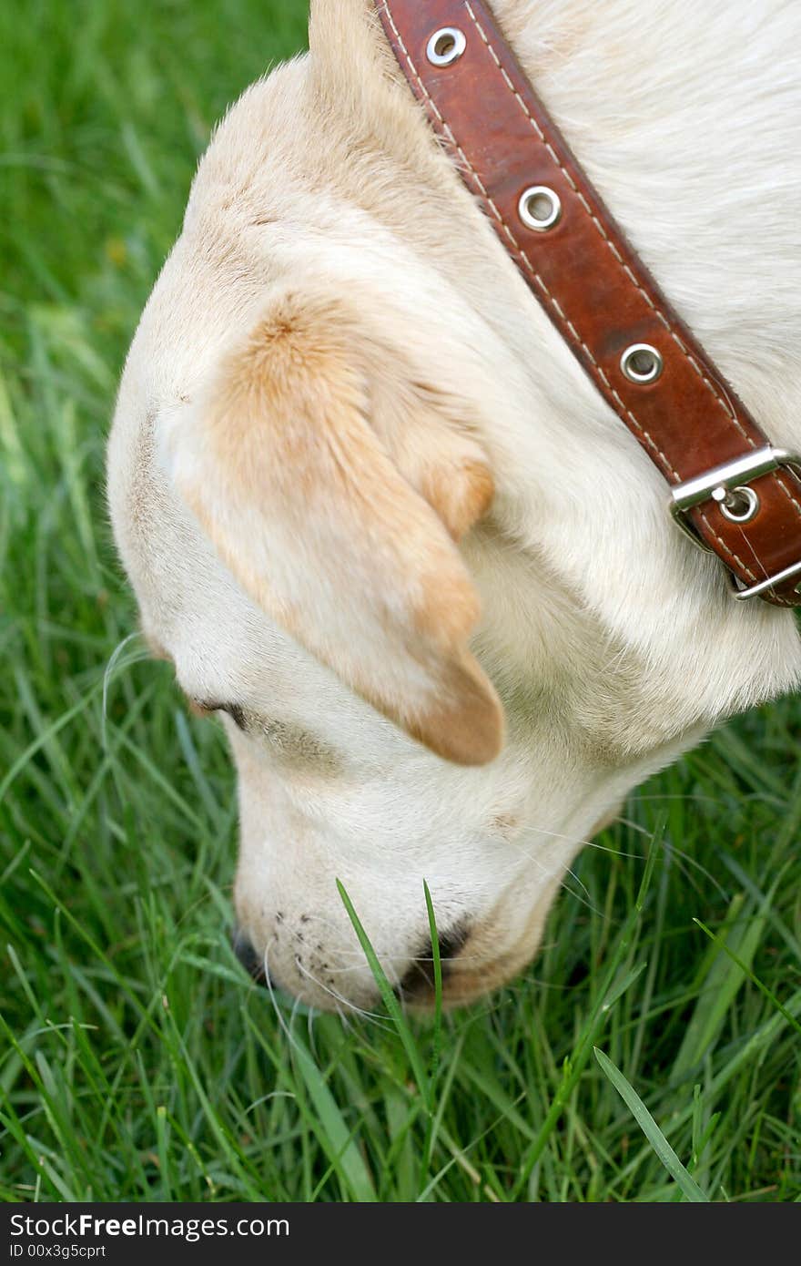 Dog, white labrador on a green lawn. Dog, white labrador on a green lawn