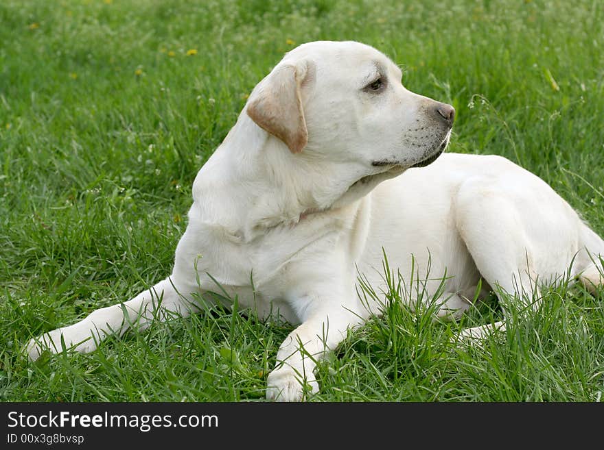 Dog, white labrador on a green lawn. Dog, white labrador on a green lawn