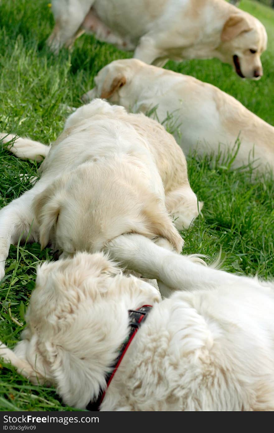 Dogs, golden retrievers on a green lawn. Dogs, golden retrievers on a green lawn