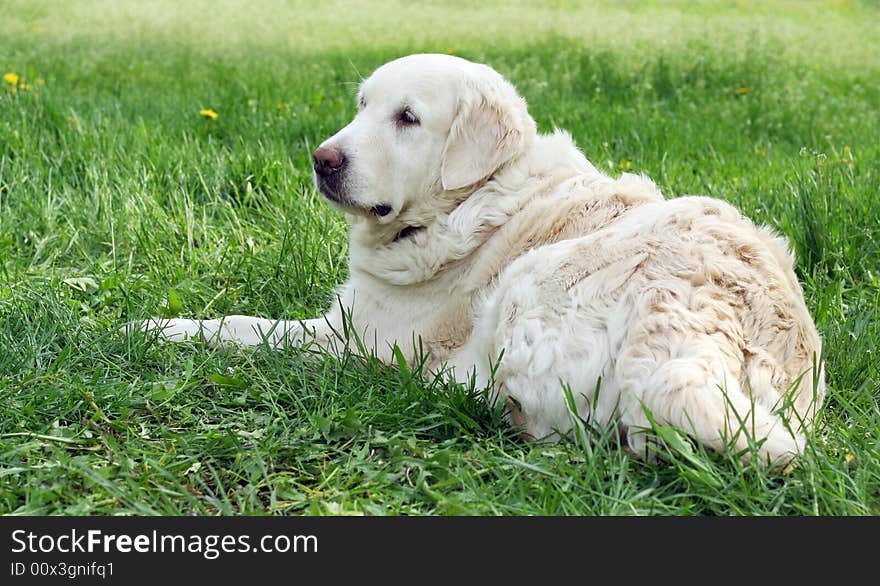 Dog, golden retriever on a green lawn. Dog, golden retriever on a green lawn