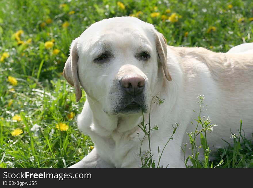 Dog, white labrador on a green lawn. Dog, white labrador on a green lawn