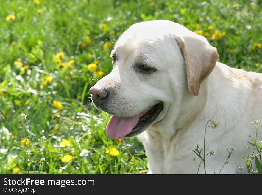 Dog, white labrador on a green lawn. Dog, white labrador on a green lawn