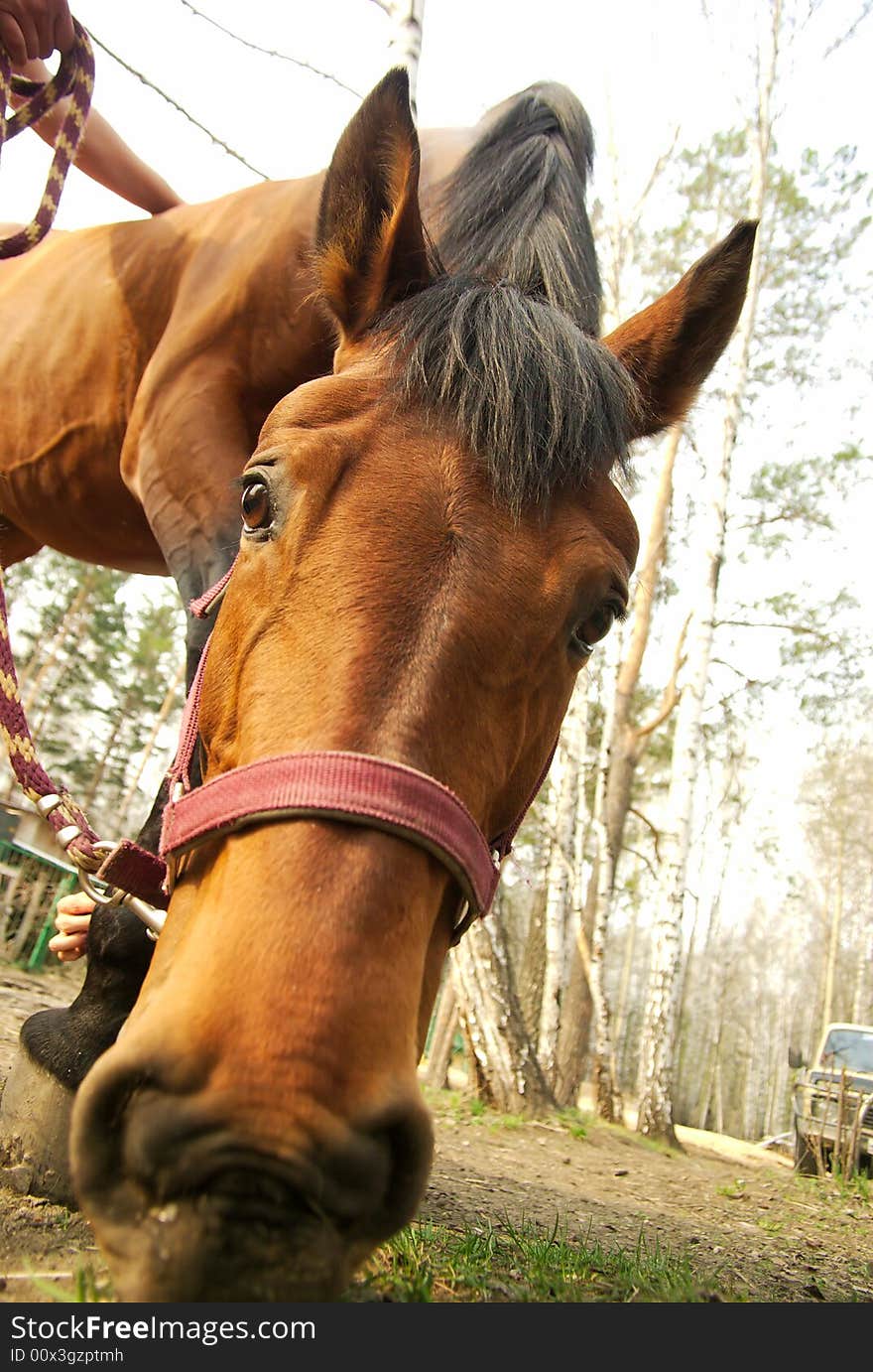 Feeding horse head closeup wide angle. Feeding horse head closeup wide angle