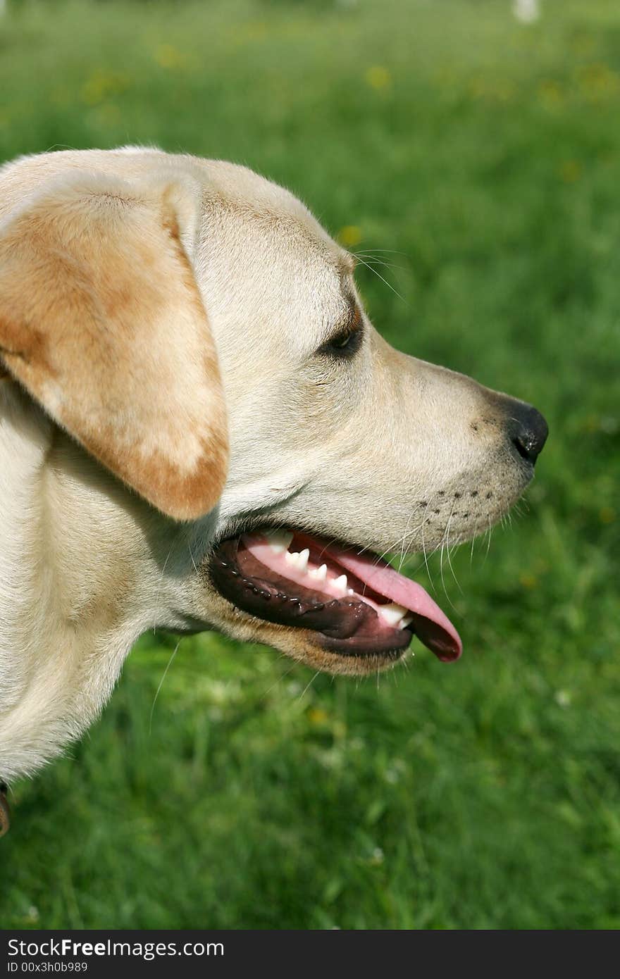 Dog, white labrador on a green lawn. Dog, white labrador on a green lawn