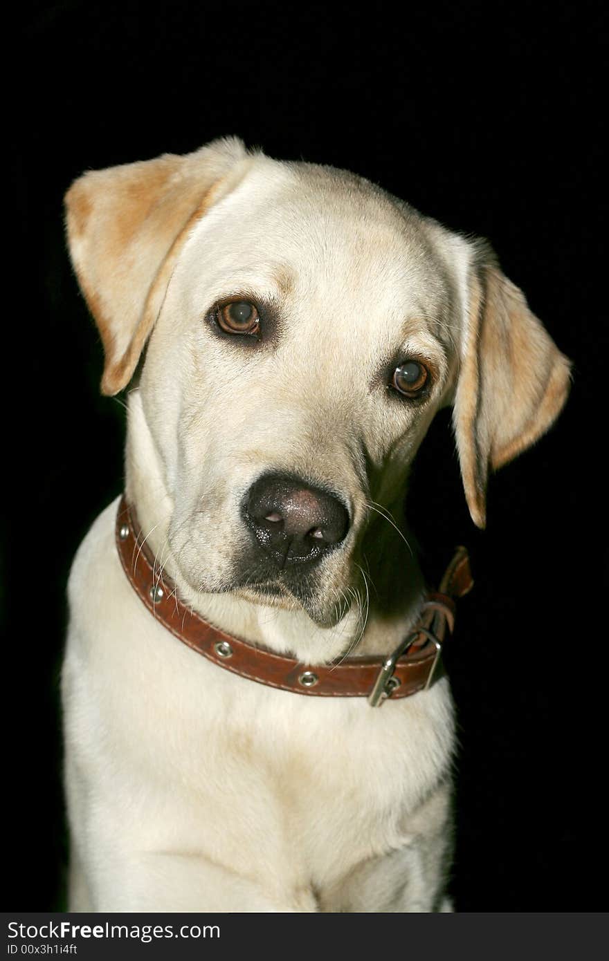 Dog, white labrador on a dark background. Dog, white labrador on a dark background