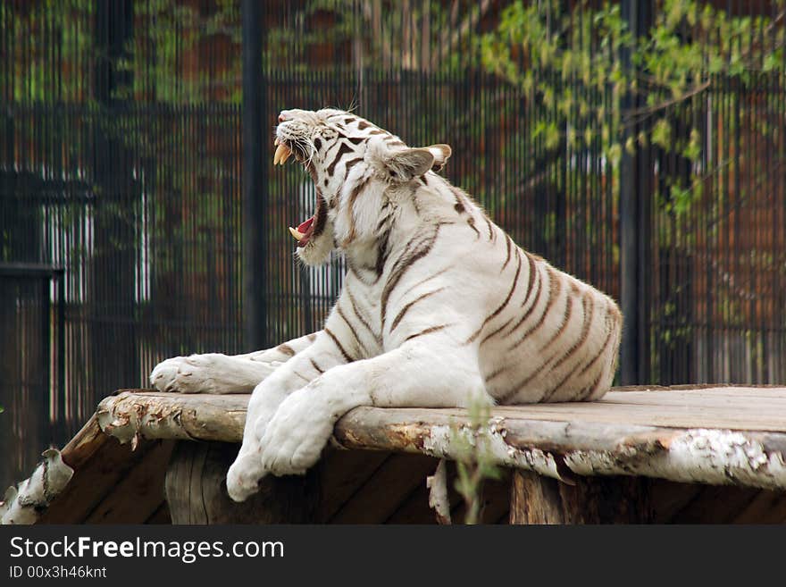 Lying white tiger open jaws