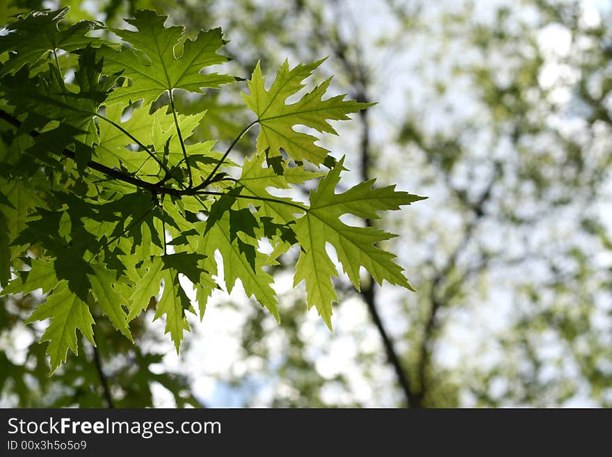 Green maple foliage in a sunlight