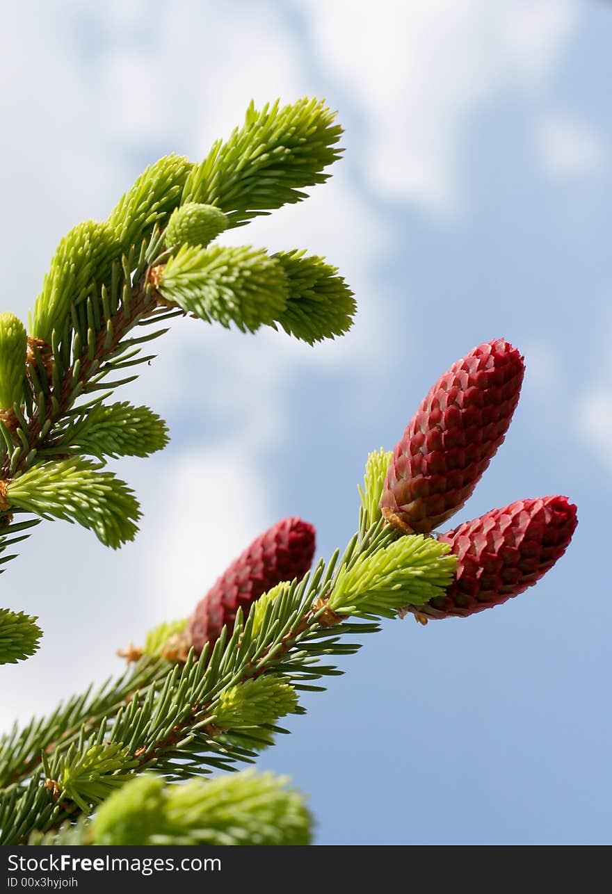 Red cones