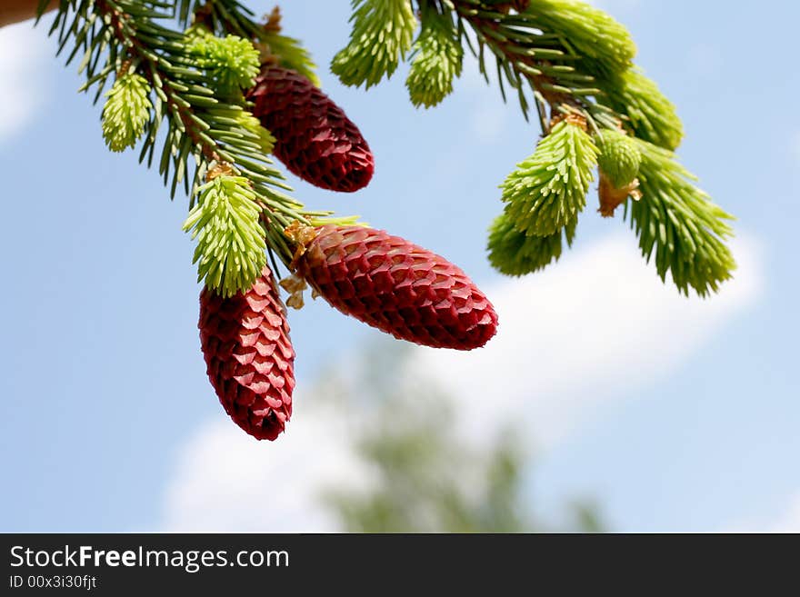 Red cones