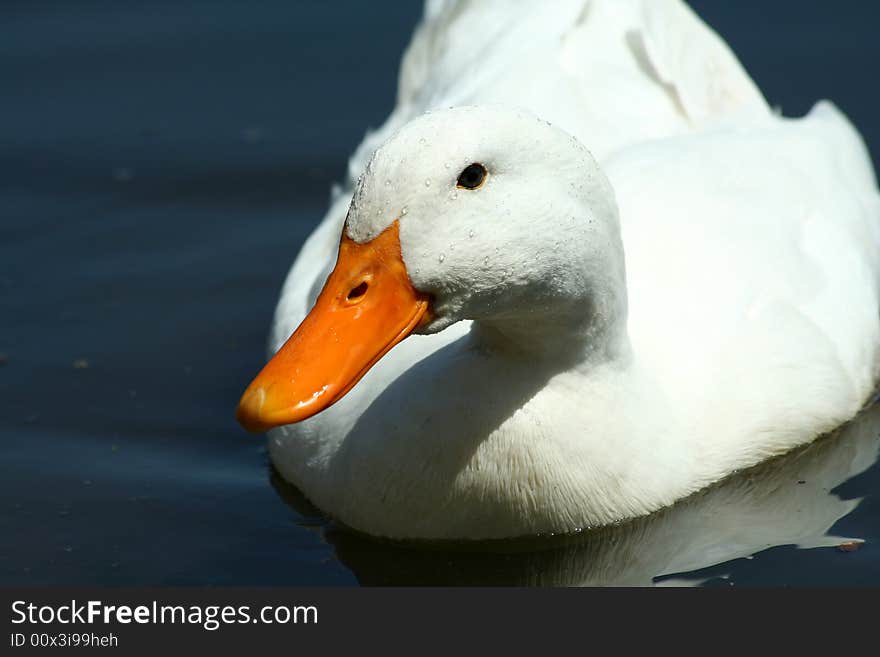 White domestic duck in a pond