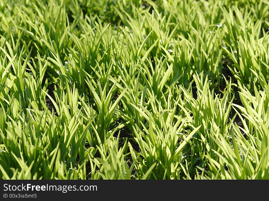 Grass illuminated by bright sunshines. Grass illuminated by bright sunshines