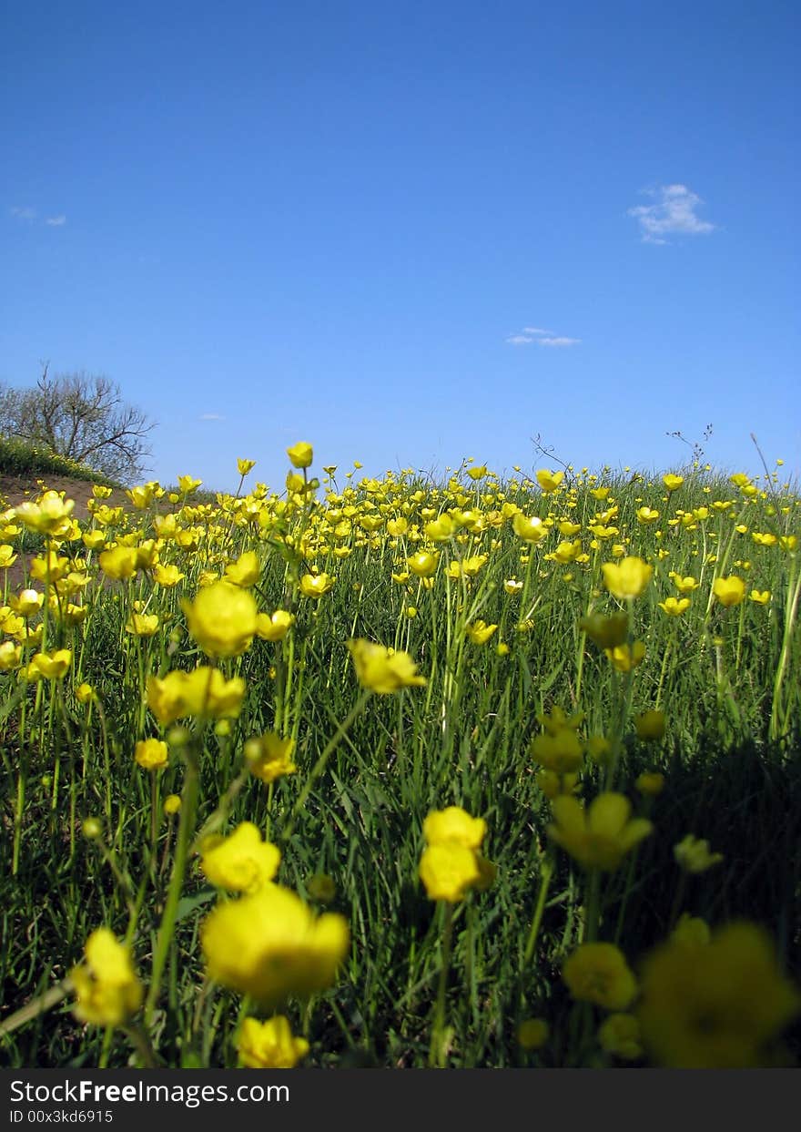 Yellow field flowers and the dark blue sky with a cloud.