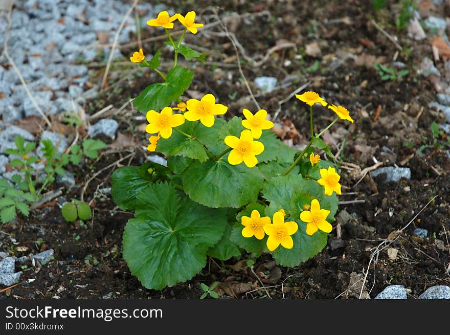 Buttercup flower.