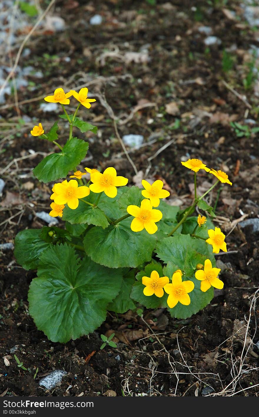 Buttercup flower.