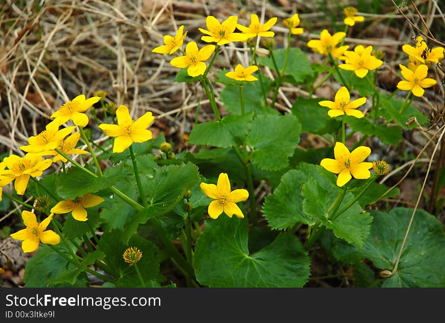 Yellow-cup or known as buttercup (Ranunculus) flower. Yellow-cup or known as buttercup (Ranunculus) flower.