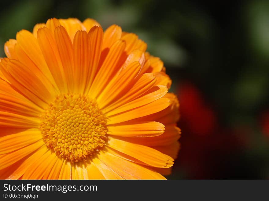 Details of one orange chrysanthemum