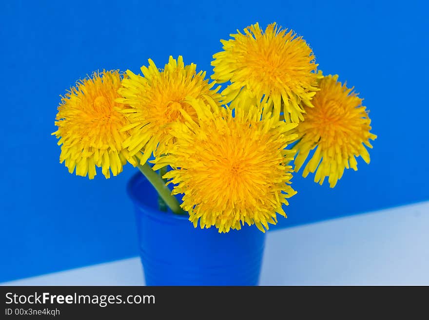 Dandelions